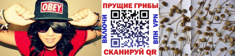Псилоцибиновые грибы прущие грибы ссылка на мегу онион Сальск